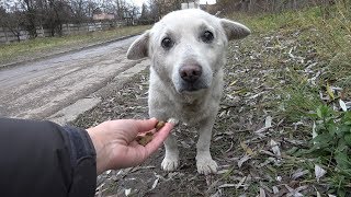 Rescue of a Scared Homeless Dog with a Broken Heart [upl. by Morice]