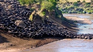 Wildebeest Migration Ngorongoro Crater Tanzania [upl. by Inaffit568]