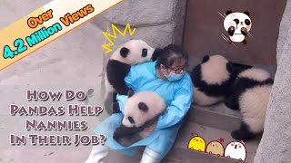 How Do Pandas Help Nannies In Their Jobs  iPanda [upl. by Trescha]