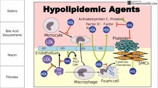 Hypolipidemic Agents [upl. by Nakeber459]