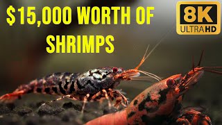 15000 Shrimp Tank A Look Inside the Most Expensive Shrimp Aquarium [upl. by Atinrahs]