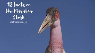 13 facts on the Marabou Stork  check out my blog [upl. by Ennagem]