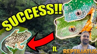 BREEDING THE RAREST FROGS IN THE COUNTRY ft Reptiliatus [upl. by Kinsley]