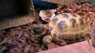 Breakfast for a Russian Tortoise [upl. by Onig]