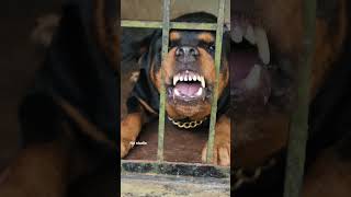 angry Rottweiler growling sound viral dog angrypuppy dogsound aggressivedog [upl. by Adniral]