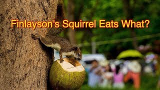 Look at what this Finlaysons squirrel is eating [upl. by Reniti566]