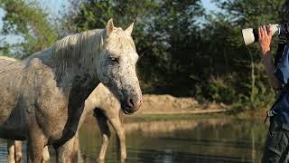 Camargue horses [upl. by Millwater534]