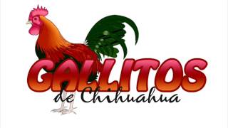 Los Gallitos de Chihuahua  Por Retenerte [upl. by Veedis]