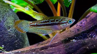 Sparkling Gourami Care and Breeding A Little Fish Gem [upl. by Ehman]