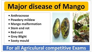 Major Disease of Mango and their managementआम की मुख्य रोग। [upl. by Anbul]