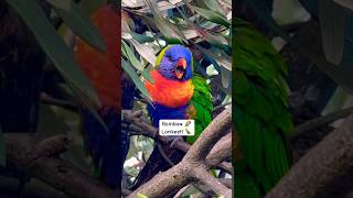 Rainbow Lorikeet Sounds  Natures BIRD Marvel🦜🦜🦜🦜🦜🦜🦜🦜🦜🦜🦜🦜 [upl. by Imogene]