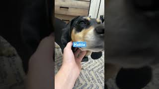 This is Hattie [upl. by Lanaj]