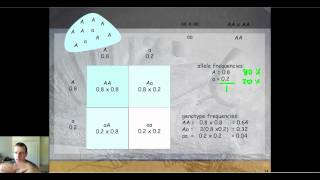 Predicting Future Generations in Populations with HardyWeinberg Equilibrium Part 1 [upl. by Aihsenat]