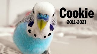 Budgie sounds in Memory of Cookie 2011  2021 😥 [upl. by Atterg883]