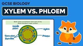 Comparing Xylem amp Phloem  GCSE Biology [upl. by Xyla]