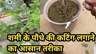 शमी के पौधे की कटिंग लगाने का आसान तरीका l how to grow shami plant from cutting gardening [upl. by Douglass254]