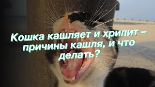 Кошка кашляет и хрипит – причины кашля и что делать [upl. by Norihs]