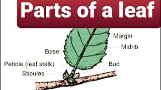 Parts of a leaf science class 2 to 5 [upl. by Ileek]