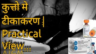 vaccination of dog in hindi DHPPI Full detail First vaccineby Sahil Malik vetTHE PET VISION [upl. by Ingrid]