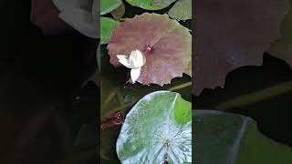 nymphea rudengea waterlily timelapse [upl. by Orna648]