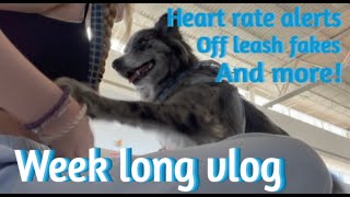 Service dog tasks at the airport  Week long vlog [upl. by Josselyn]