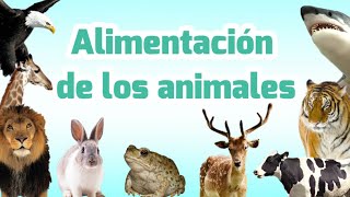 Clasificación de los animales por su alimentación  Carnívoros herbívoros omnívoros insectívoros [upl. by Ailenroc]