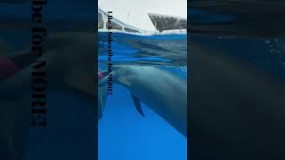 Dolphin Sounds Royalty Free Soundscape [upl. by Rhodie616]