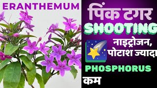 ERANTHEMUM Pink Tiger l Shooting Star l सुंदर ज्यादा फूल l नाइट्रोजन पोटाश ज्यादा फॉस्फोरस कम [upl. by Harri]