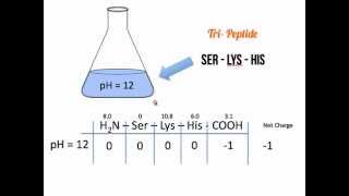 Net Charge of Amino Acids and Polypeptides [upl. by Arielle]