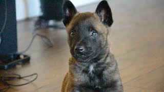 Belgian Malinois—Mishka—6 Weeks Old [upl. by Norad115]