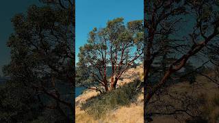 The Arbutus Tree 🏔️ shorts canada [upl. by Hubing]