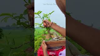 Adansonia Digitata Bonsai  Bonsai Tree  Sani Bonsai Zone bonsai gardening garden bonsaitree [upl. by Avid]