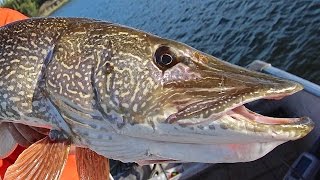 ATHABASCA PIKE IN CRYSTAL CLEAR WATER [upl. by Akelahs]