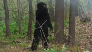 CALIFORNIA WILDFIRE BIGFOOT FOOTAGE [upl. by Las]