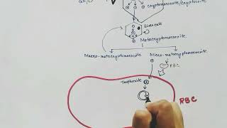 life cycle of plasmodium vivax [upl. by Ayel]