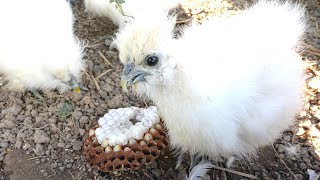 Chicks Unusual Feast Removing a Hornet Nest [upl. by Tobit]