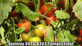 Seminis SVTD 8323 Tomato Variety  Srinivasa Nursery ShoolagiriHosur [upl. by Apeed31]