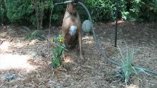 Rhodesian Ridgeback Gardeners  The Center for K9 Excellence Boone NC [upl. by Julita]