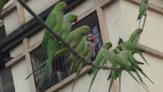 Redbreasted Parakeet with Roseringed Parakeets [upl. by Esahc]