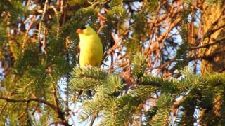 Chant du chardonneret jaune [upl. by Irodim]