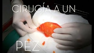 CAP 200 VETERINARIO DE PECES Cirugía a un PEZ koi con un TUMOR Ictiopatología [upl. by Nnairda]