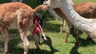 Alpaca birth  Boolaroo Pelennor [upl. by Behka848]