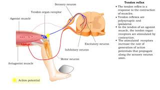 Stretch reflex amp Tendon reflex [upl. by Neerihs296]