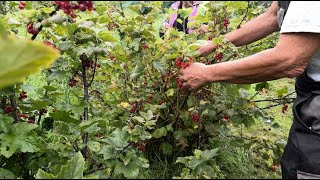 « Vin » de groseille  moins de nectar à cause du mauvais temps [upl. by Hctim308]