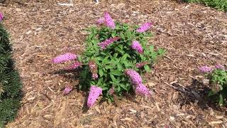 PUGSTER™ Butterfly Bush  WWWGARDENCROSSINGSCOM [upl. by Ahsercul561]