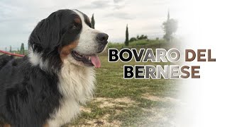 Bovaro del bernese [upl. by Asimaj68]