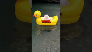 Puppy Cant Swim 😭 cute animals pets [upl. by Halima]