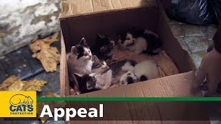 Welcome to the world – Cats Protection appeal [upl. by Eugor411]