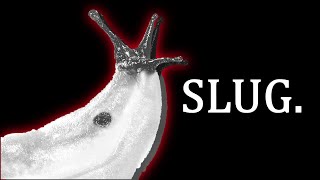 The Slug Situation is INSANE [upl. by Kifar]