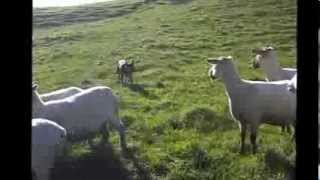 Illawarra Chief  Working Kelpie mustering sheep July 2012 [upl. by Bik182]